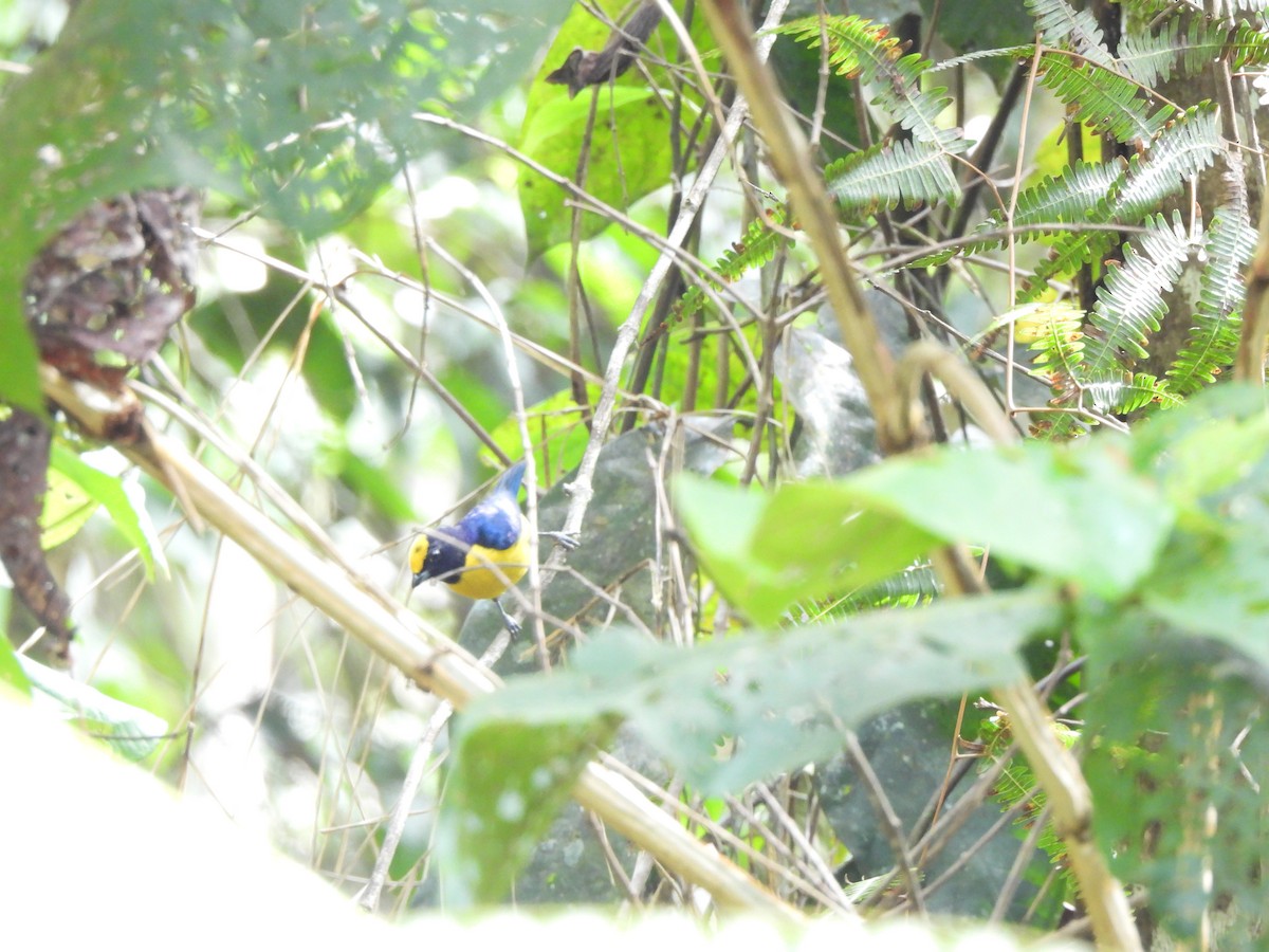 Organiste à ventre orange - ML646158168