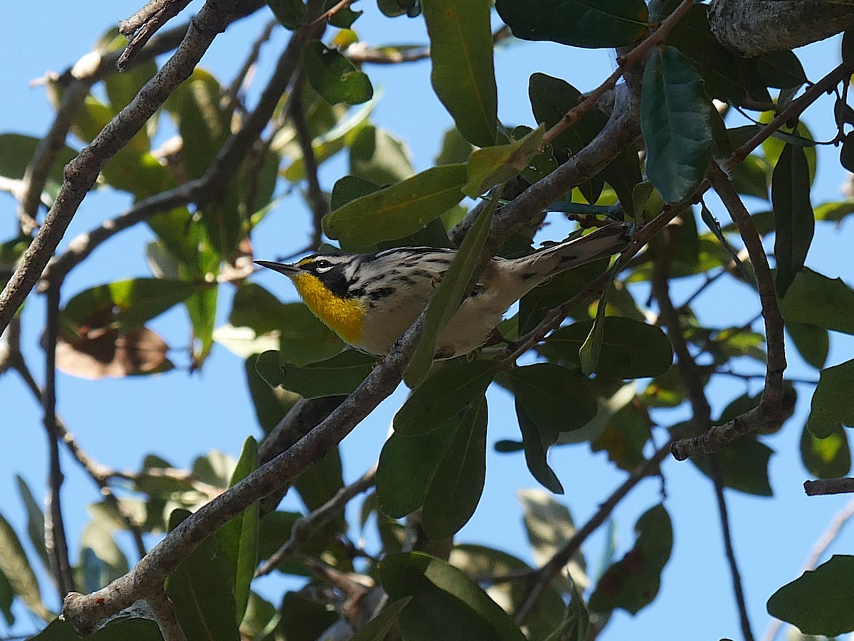 Yellow-throated Warbler - ML646158169