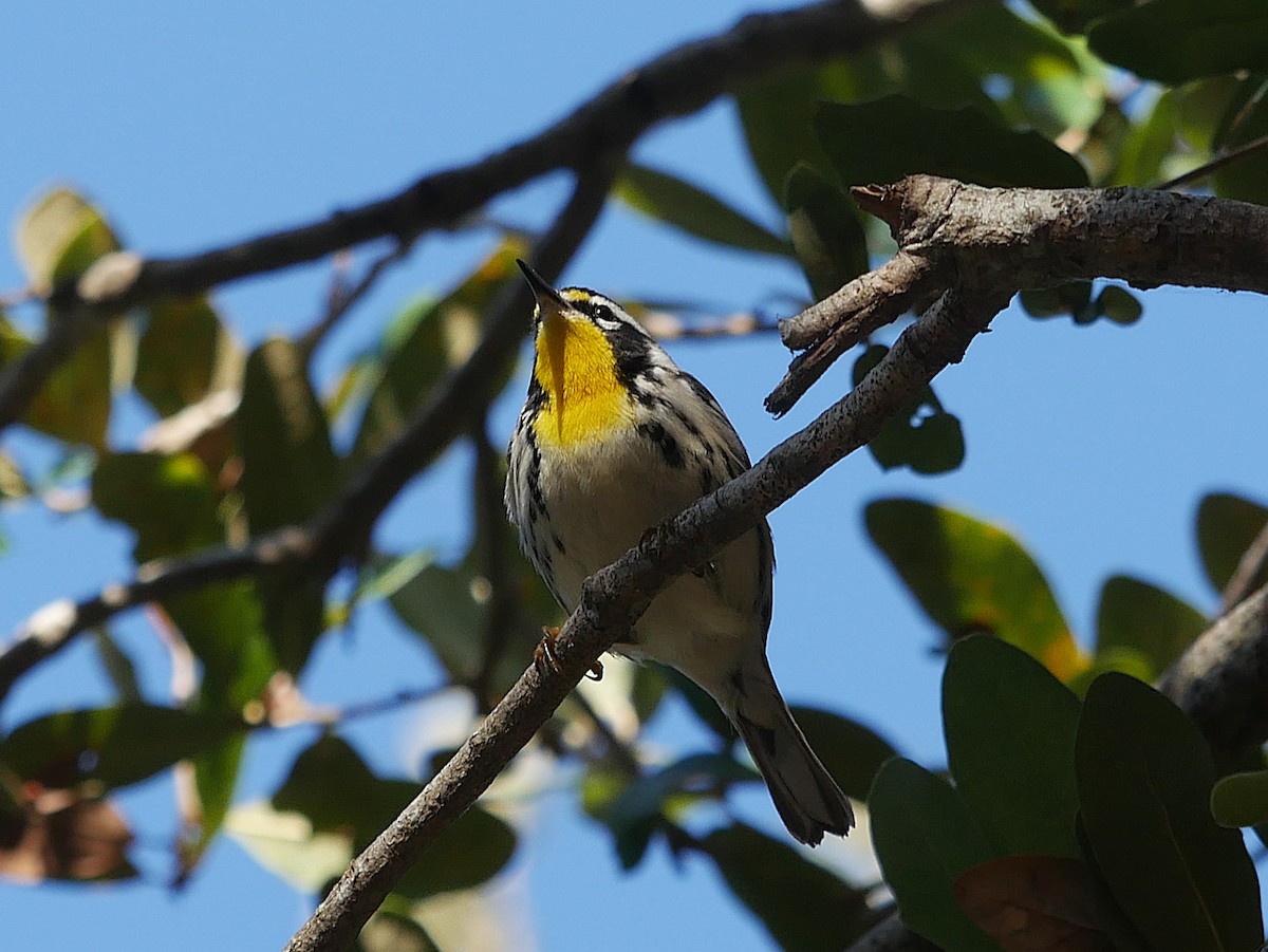 Yellow-throated Warbler - ML646158170
