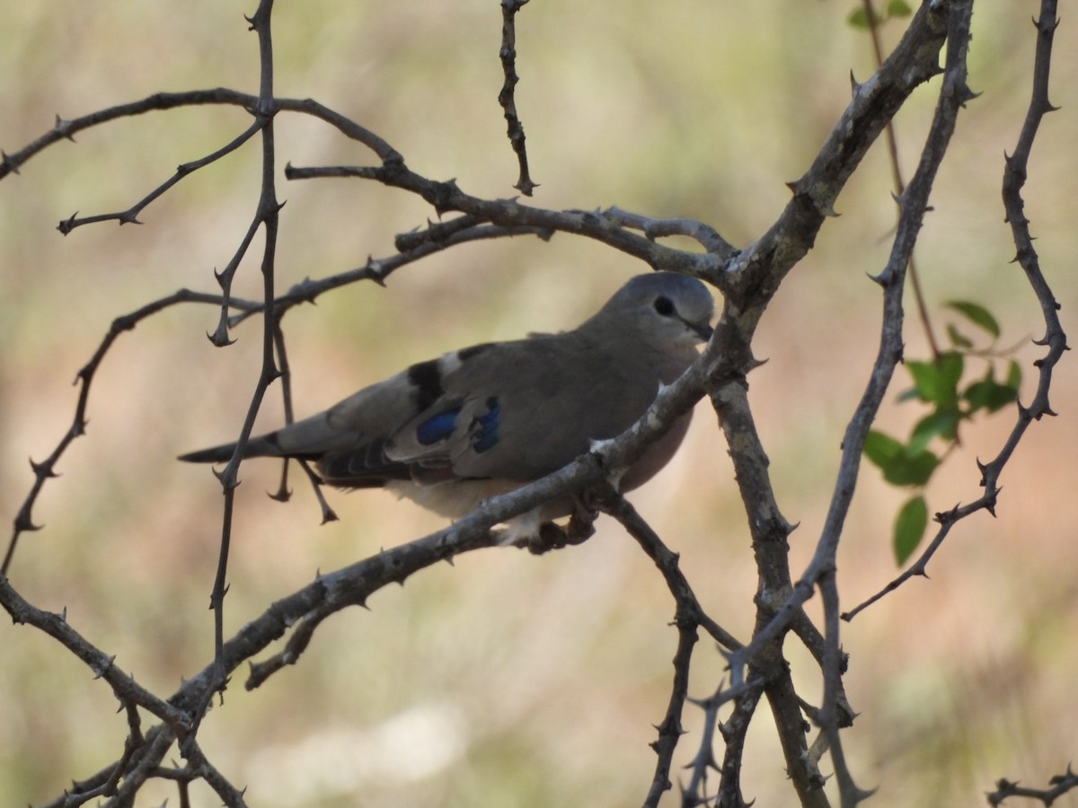 Emerald-spotted Wood-Dove - ML646158174