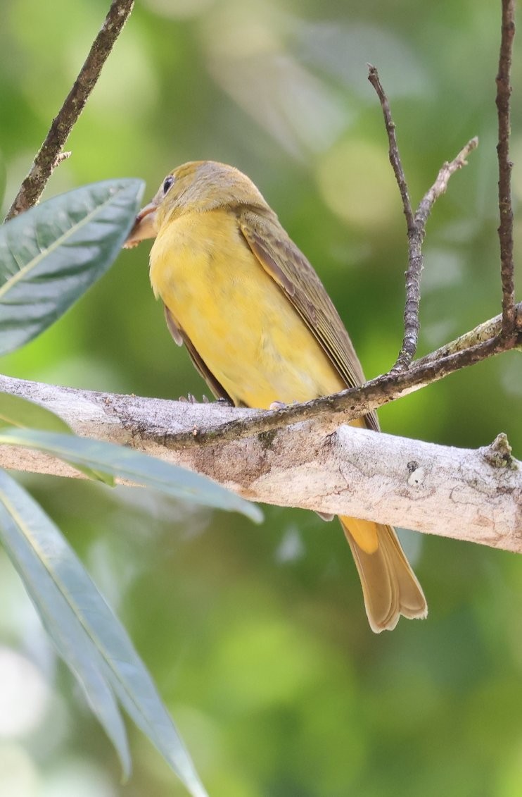 Summer Tanager - ML646158176