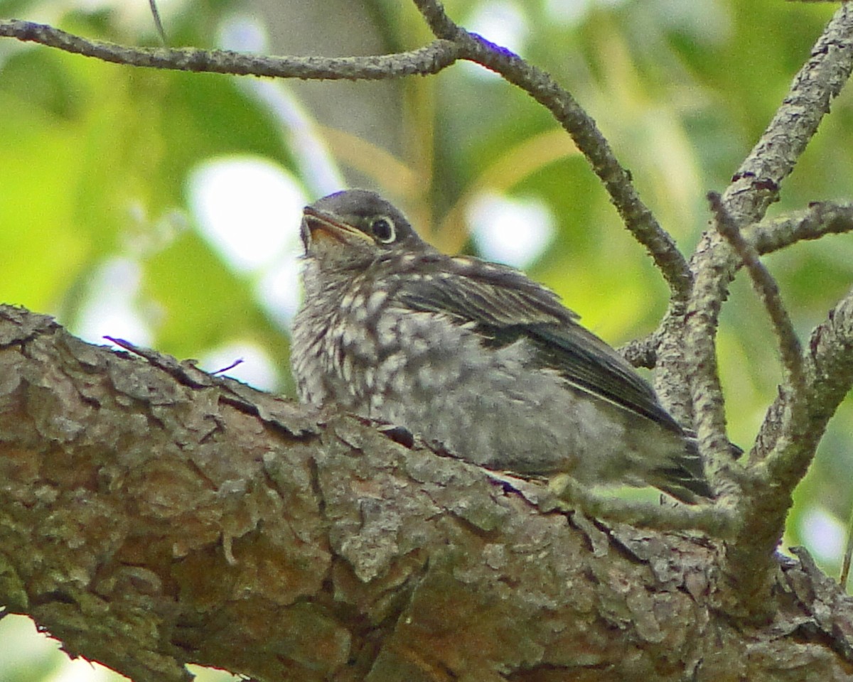 Eastern Bluebird - ML646158177