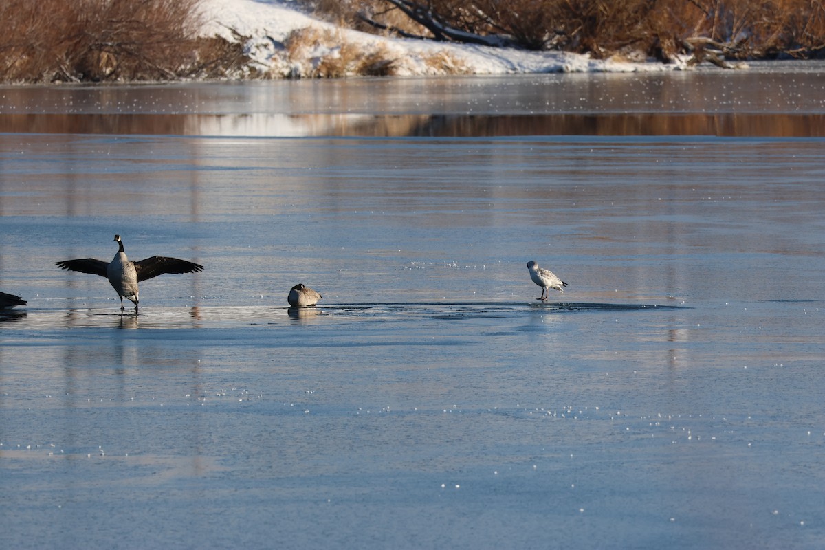 ברנטה קנדית - ML646158180