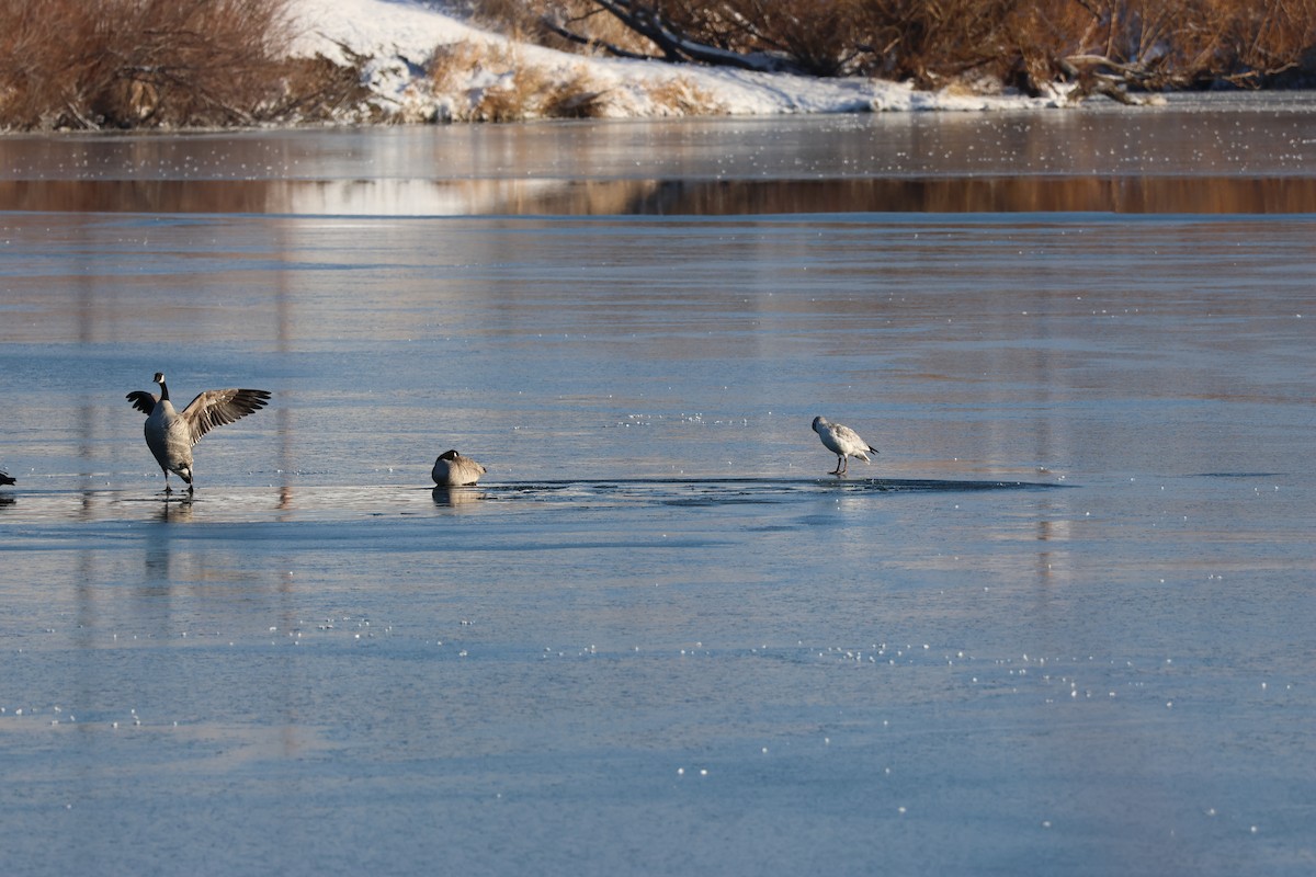 ברנטה קנדית - ML646158181