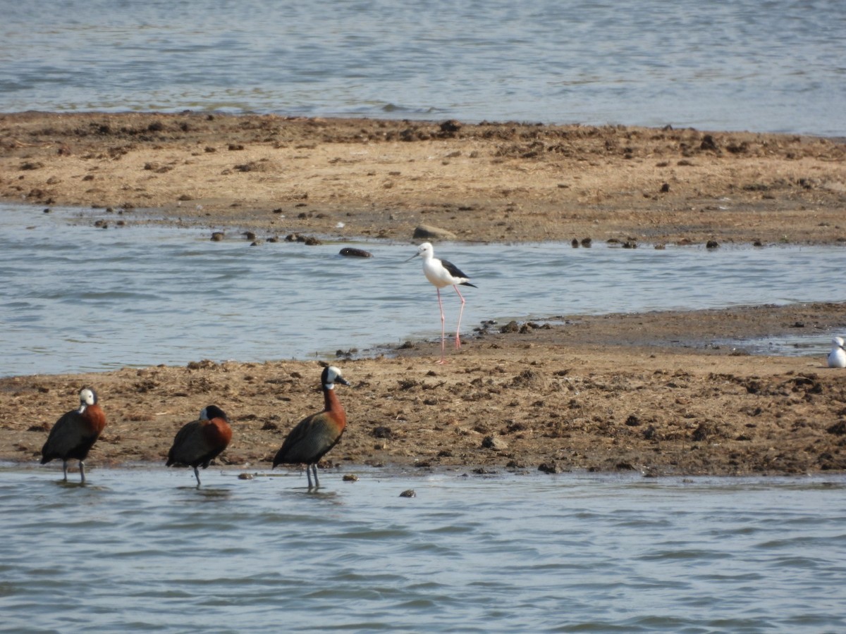 Black-winged Stilt - ML646158190