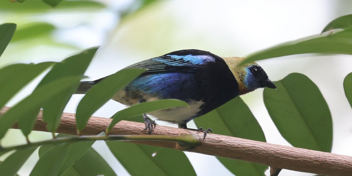 Golden-hooded Tanager - ML646158194
