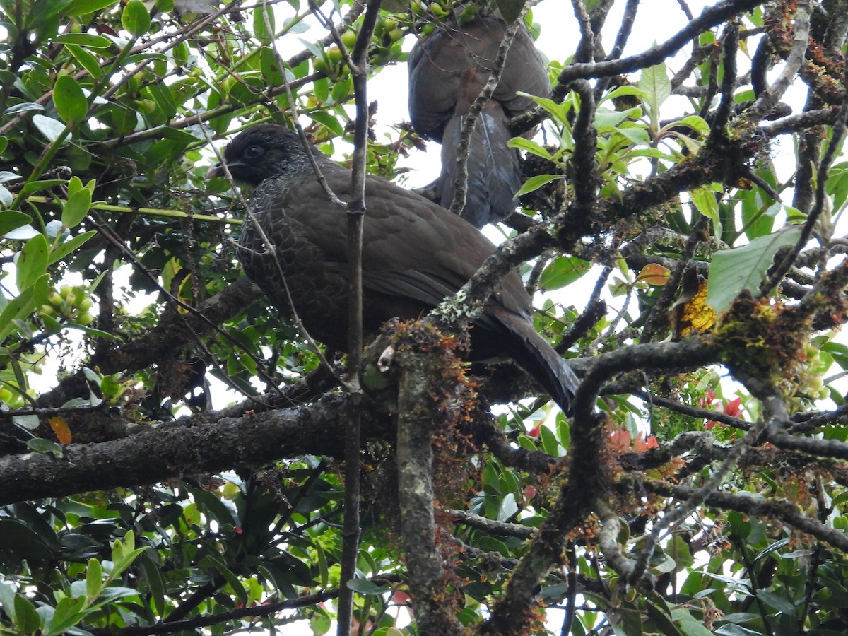 Andenguan - ML646158195