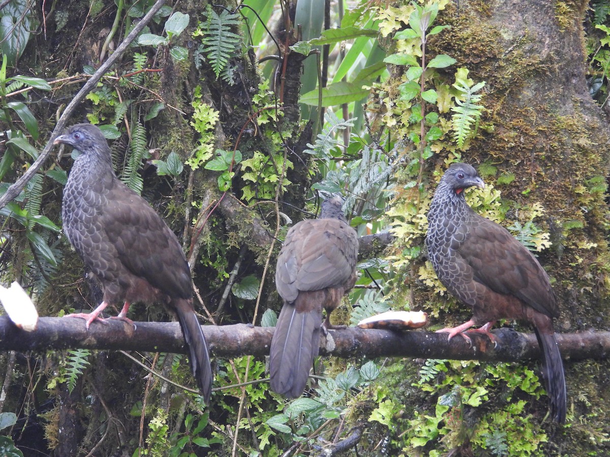 Andenguan - ML646158196