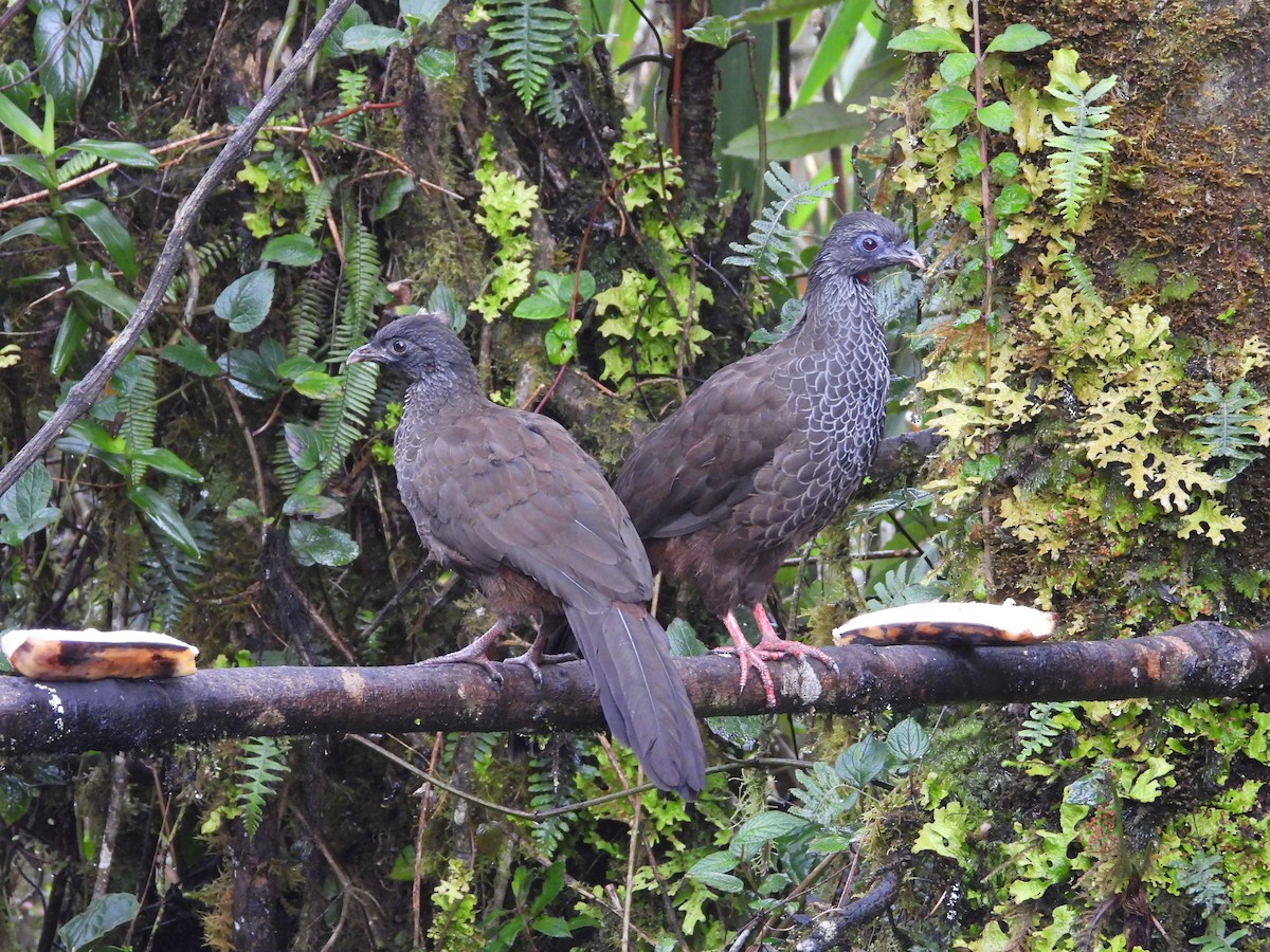 Andenguan - ML646158197