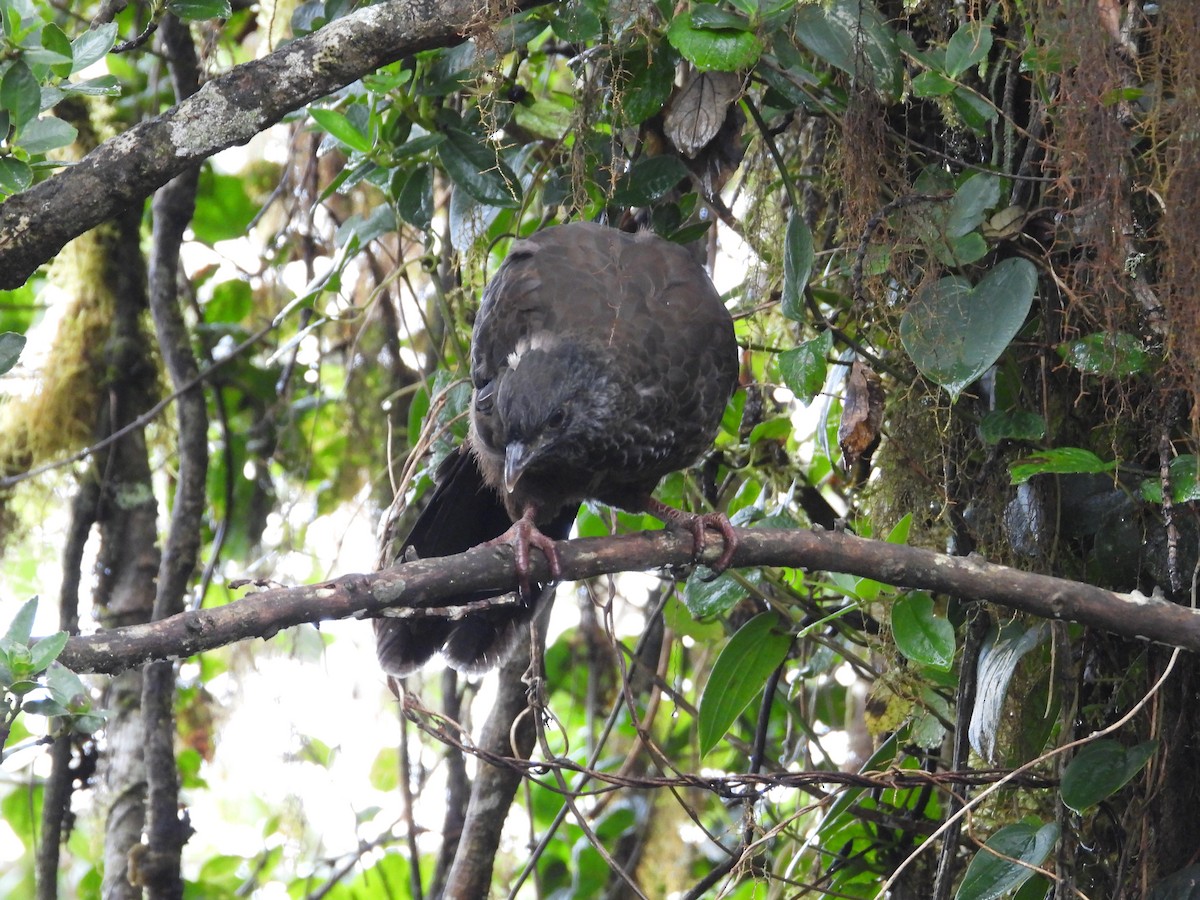 Andenguan - ML646158198