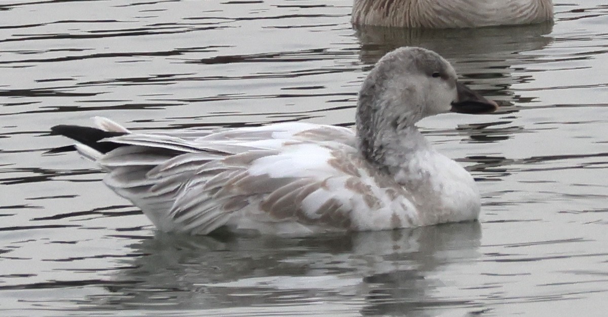 Snow Goose - ML646158201