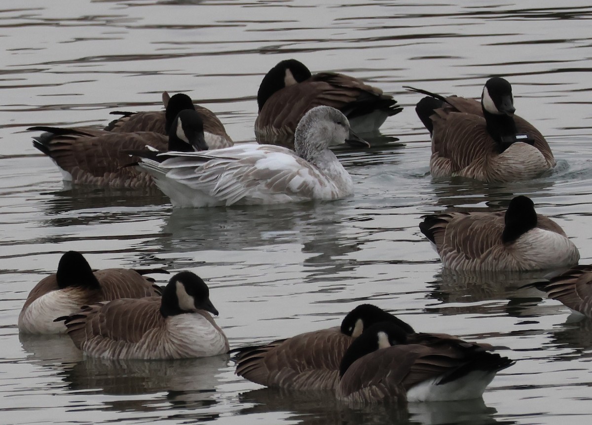 Snow Goose - ML646158202