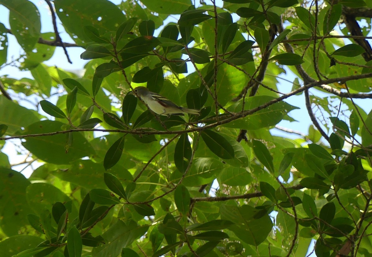 Chestnut-sided Warbler - ML646158203
