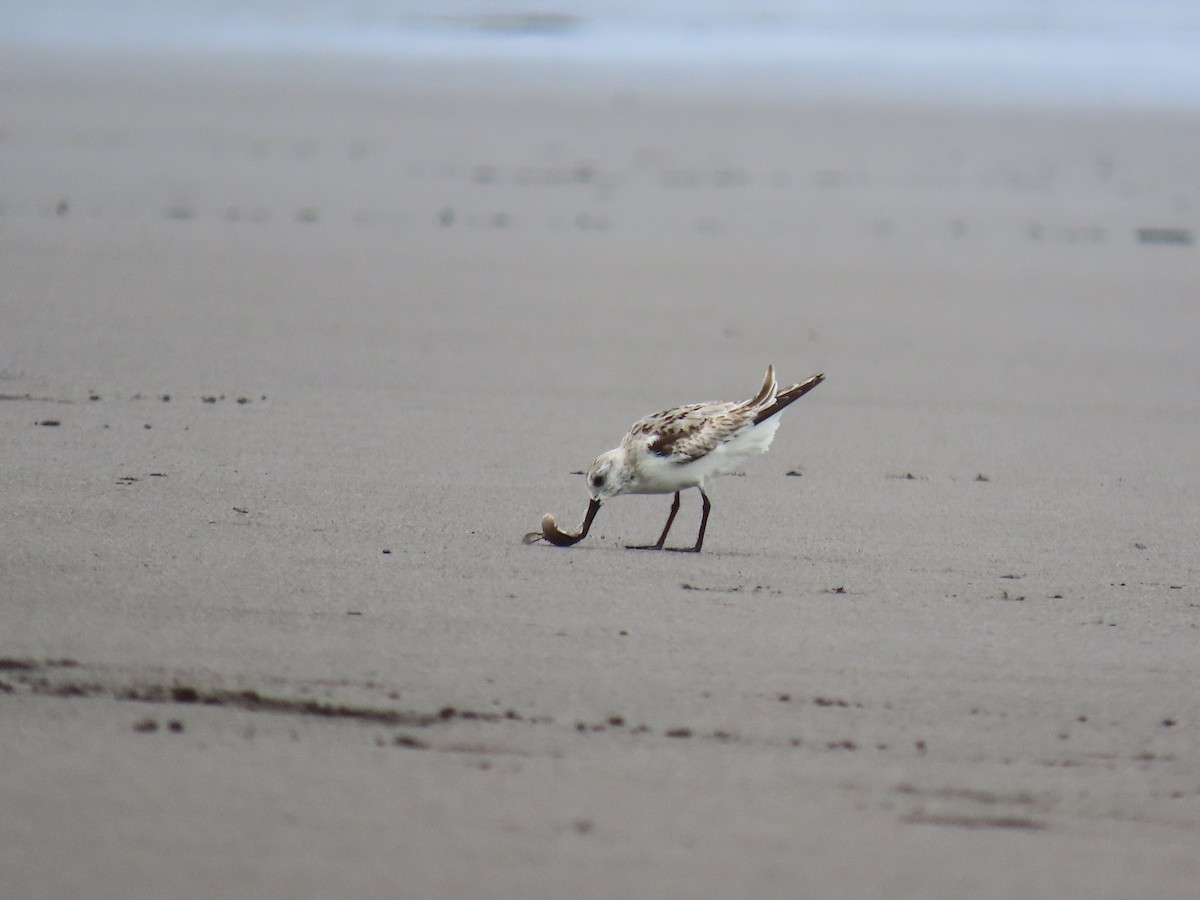 Sanderling - ML646158204