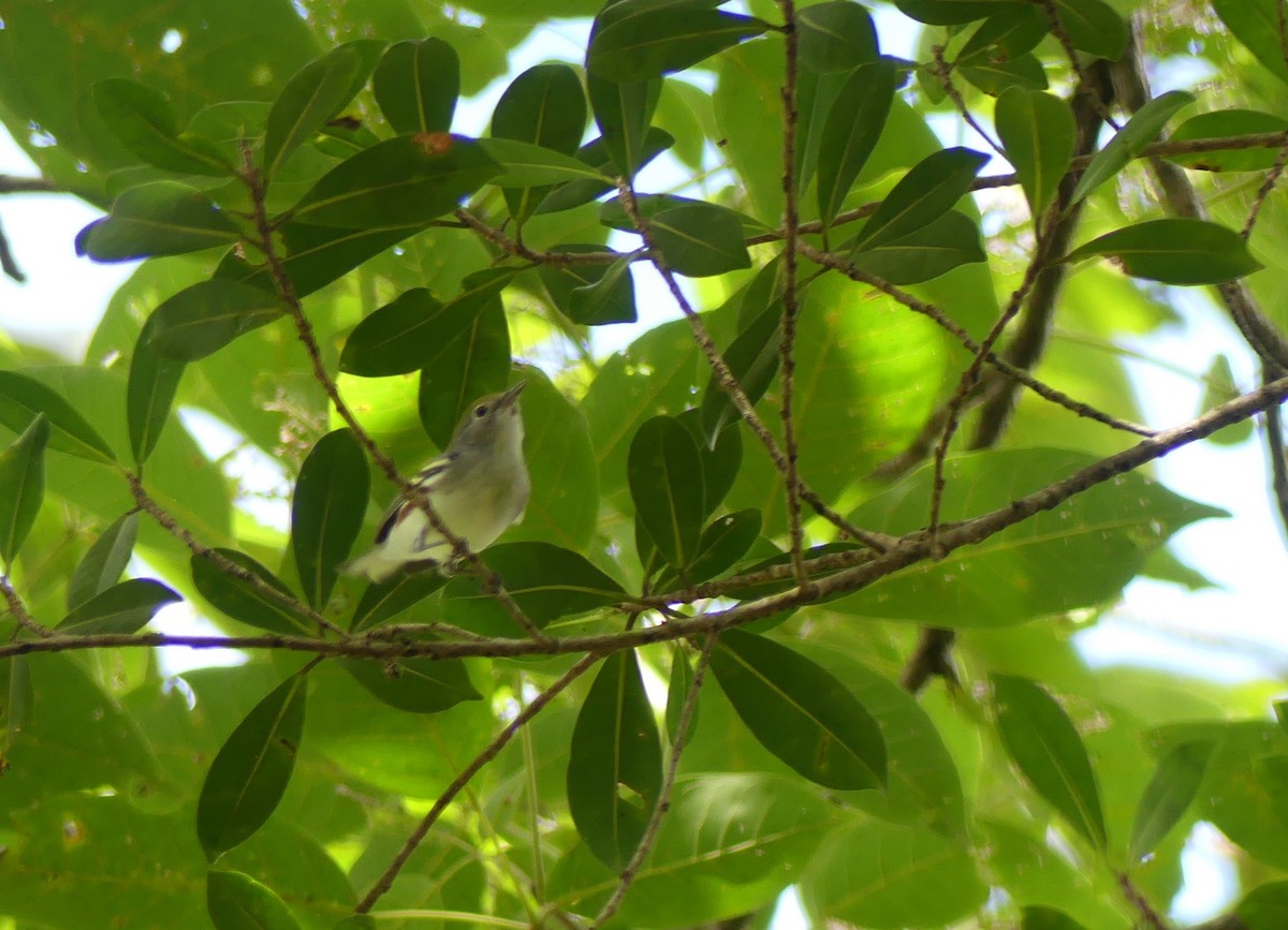 Chestnut-sided Warbler - ML646158208
