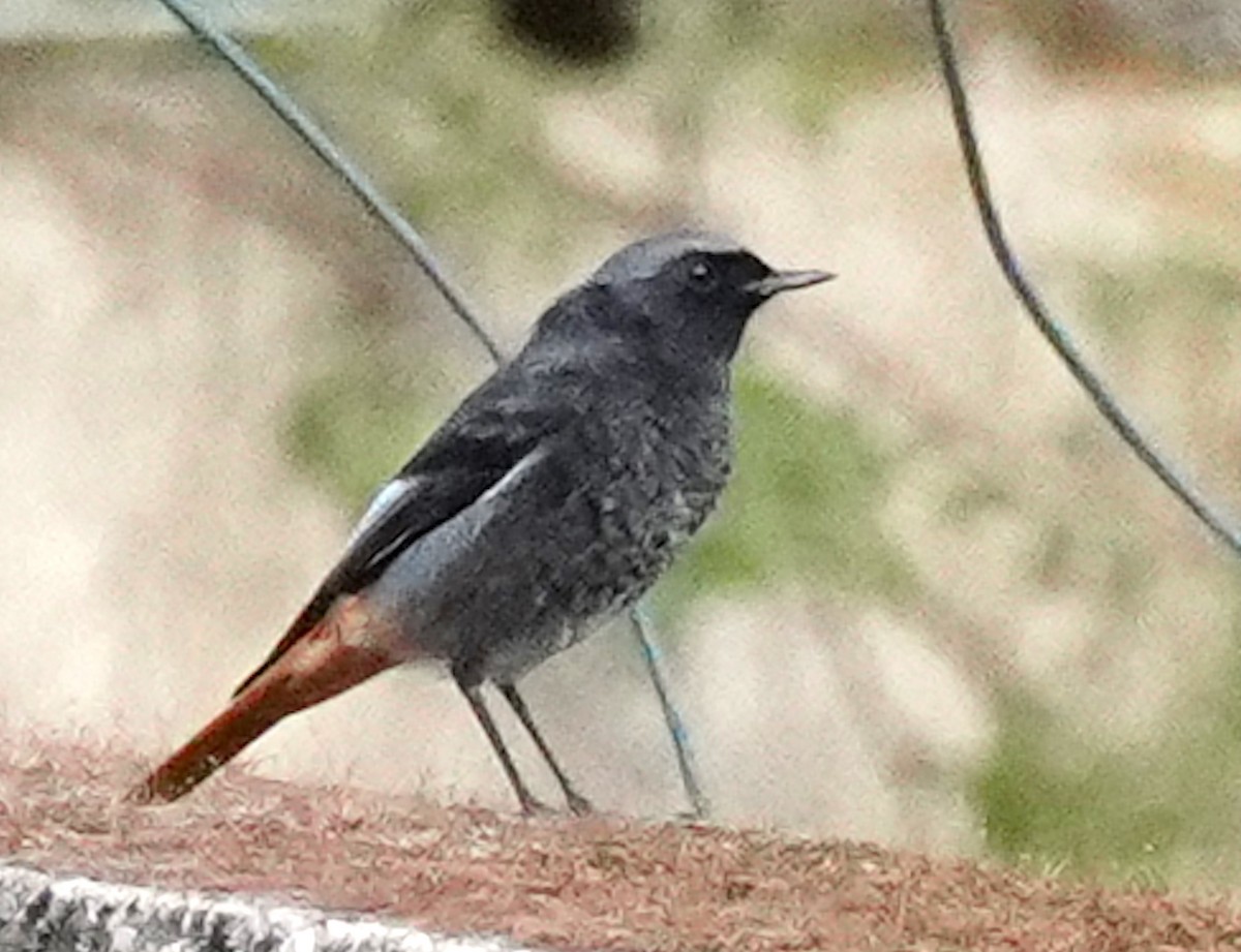 Black Redstart - ML646158209