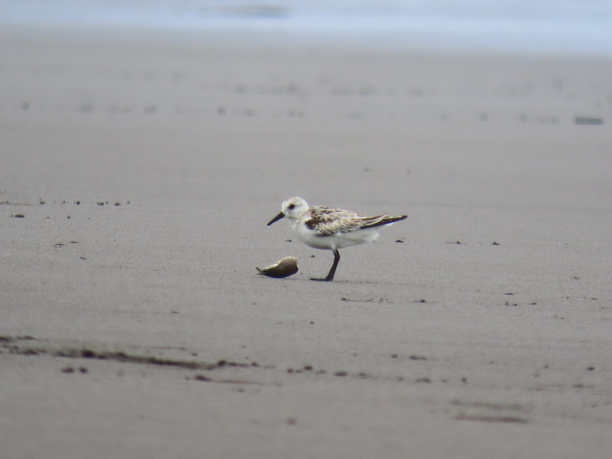 Sanderling - ML646158210