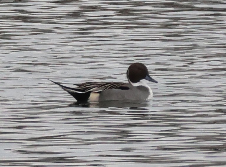 Northern Pintail - ML646158211