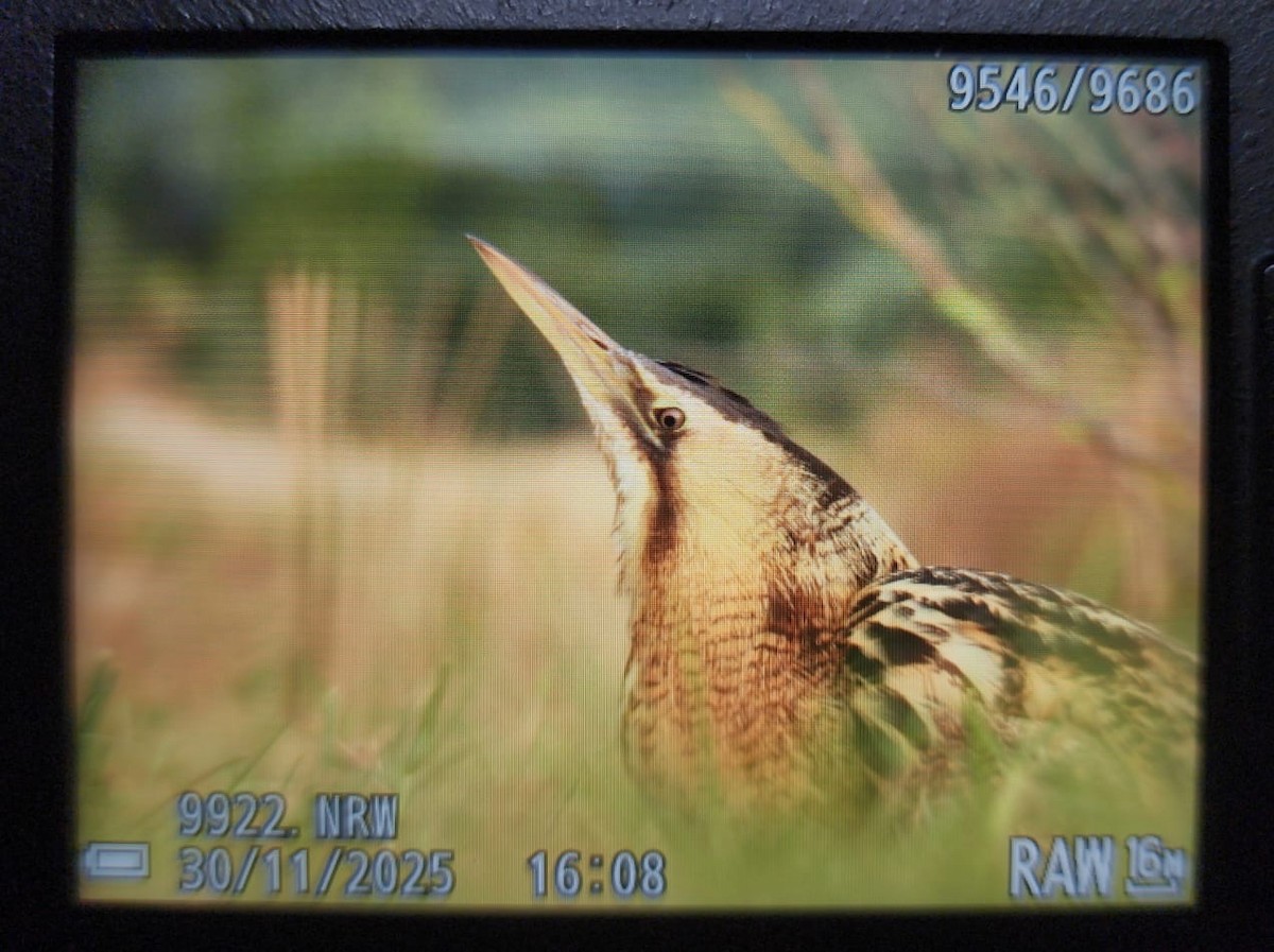 bukač velký - ML646158214