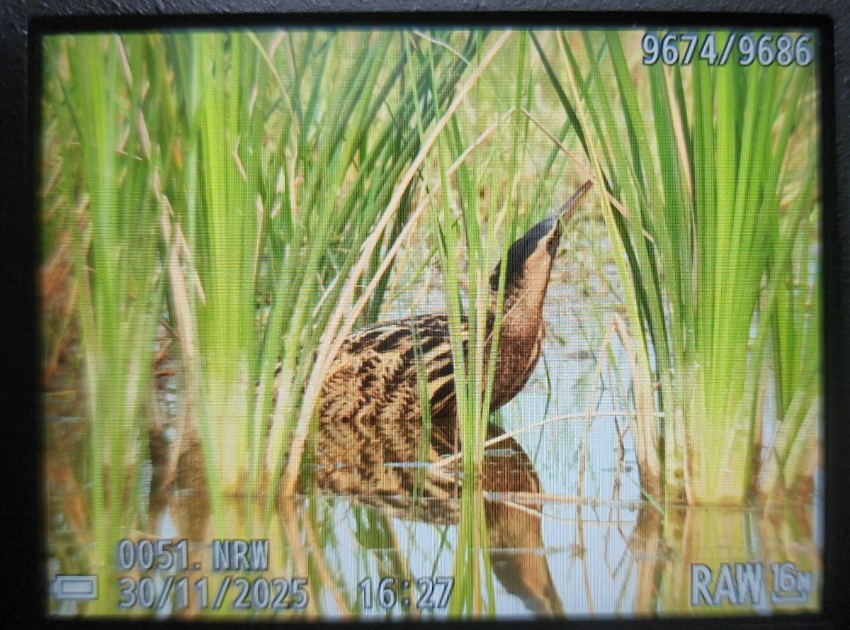 bukač velký - ML646158215
