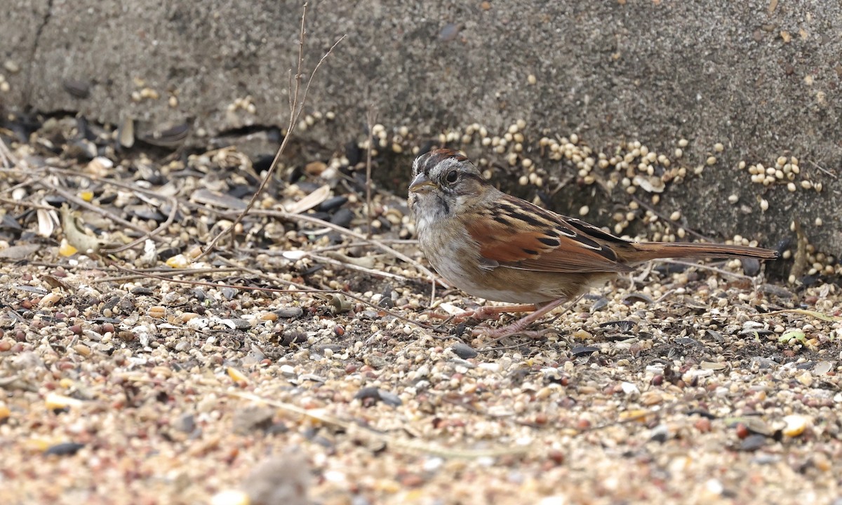 Swamp Sparrow - ML646158216