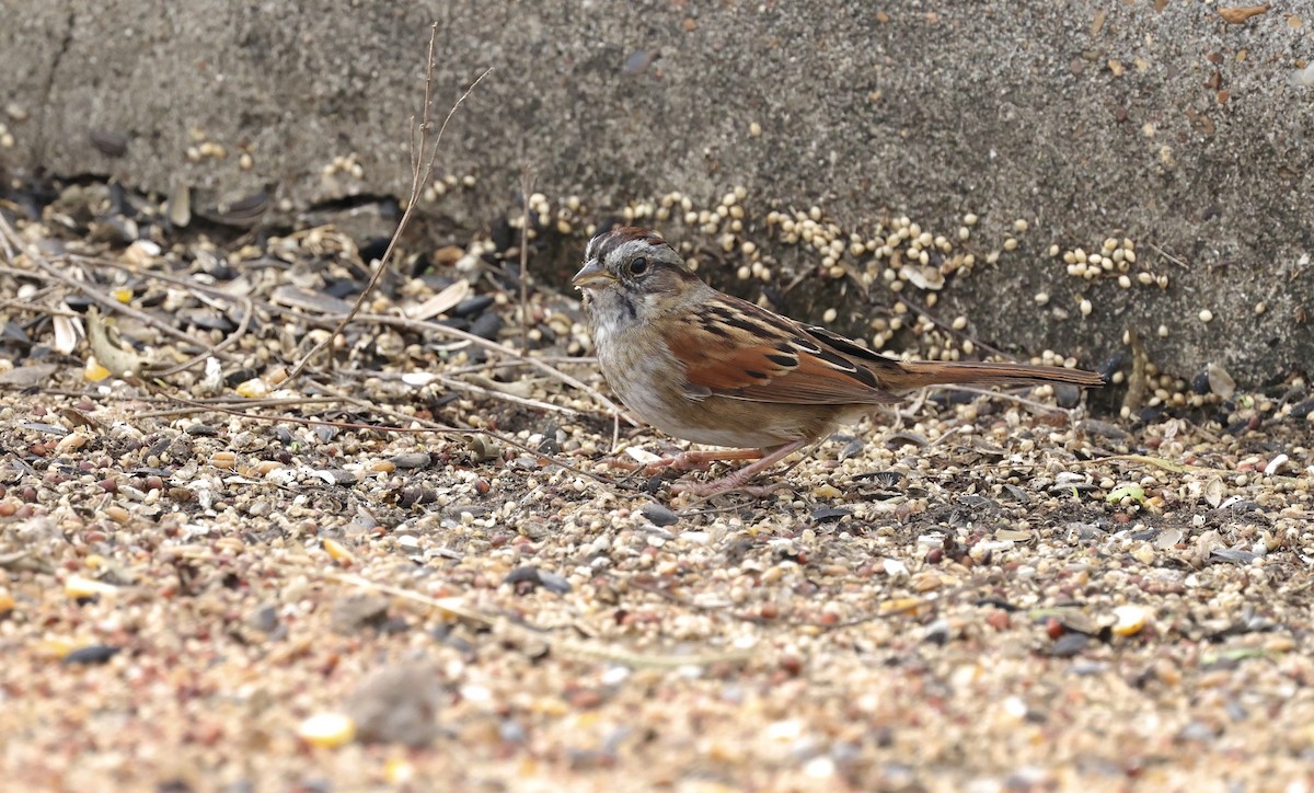 Swamp Sparrow - ML646158217