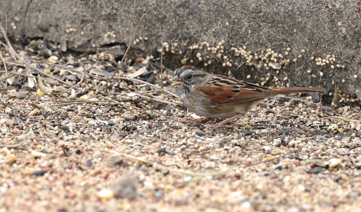 Swamp Sparrow - ML646158218
