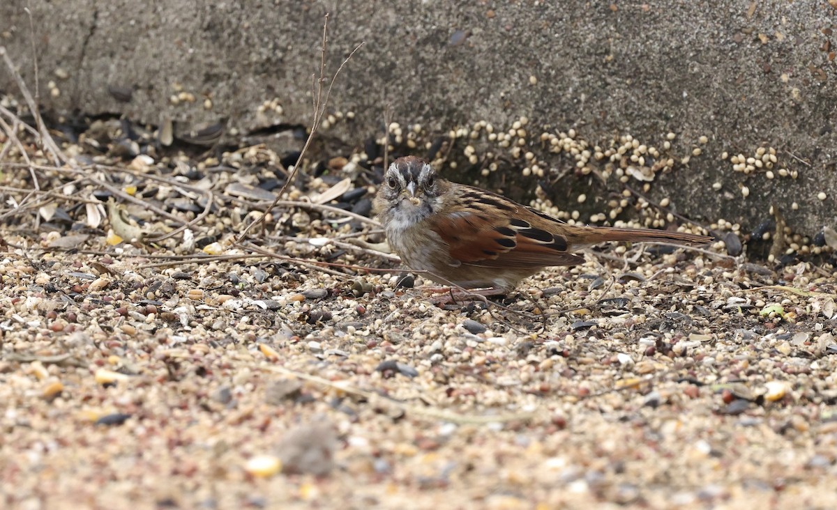 Swamp Sparrow - ML646158219