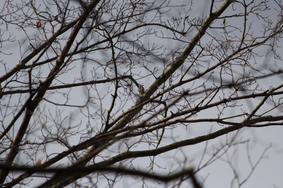 Yellow-bellied Sapsucker - ML646158220