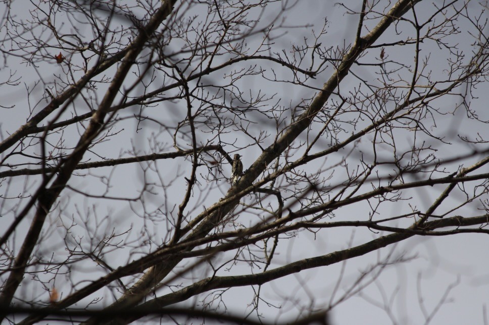 Yellow-bellied Sapsucker - ML646158221