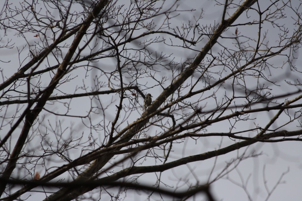 Yellow-bellied Sapsucker - ML646158222