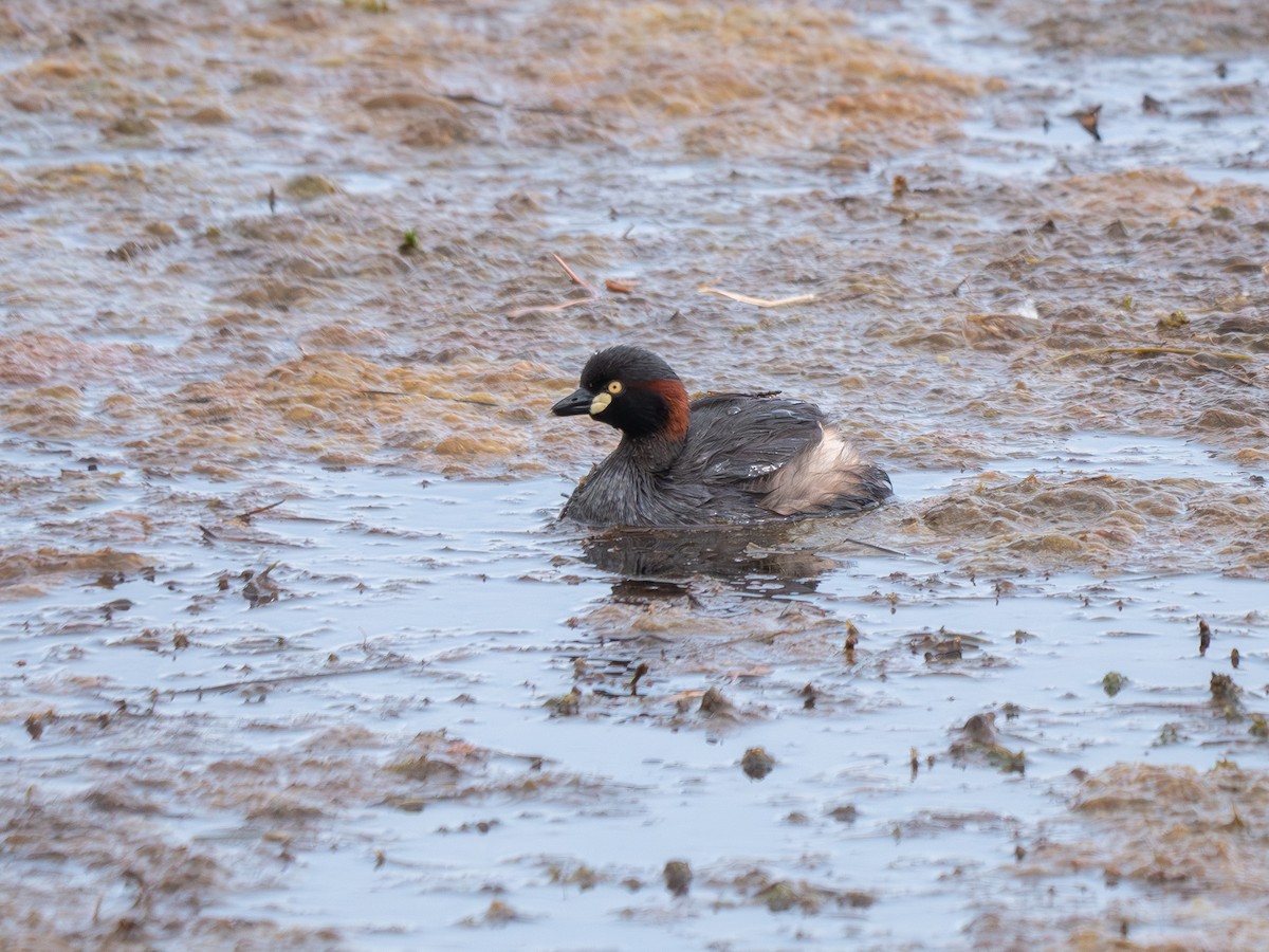 Australasian Grebe - ML646158223