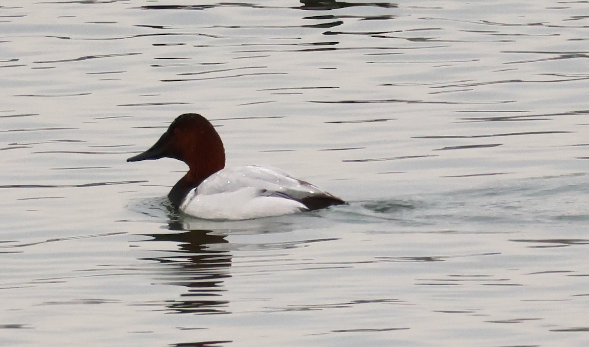 Fuligule à dos blanc - ML646158224