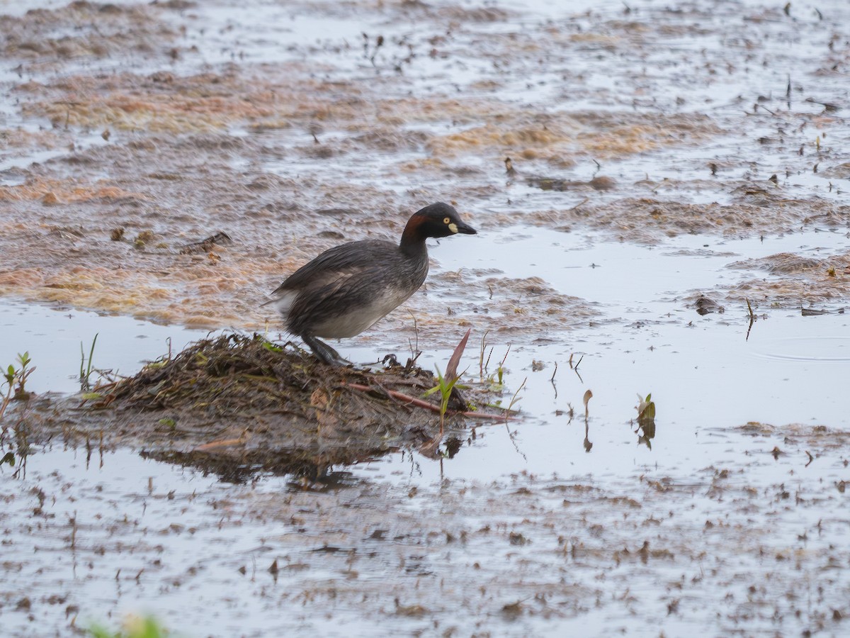 Australasian Grebe - ML646158225