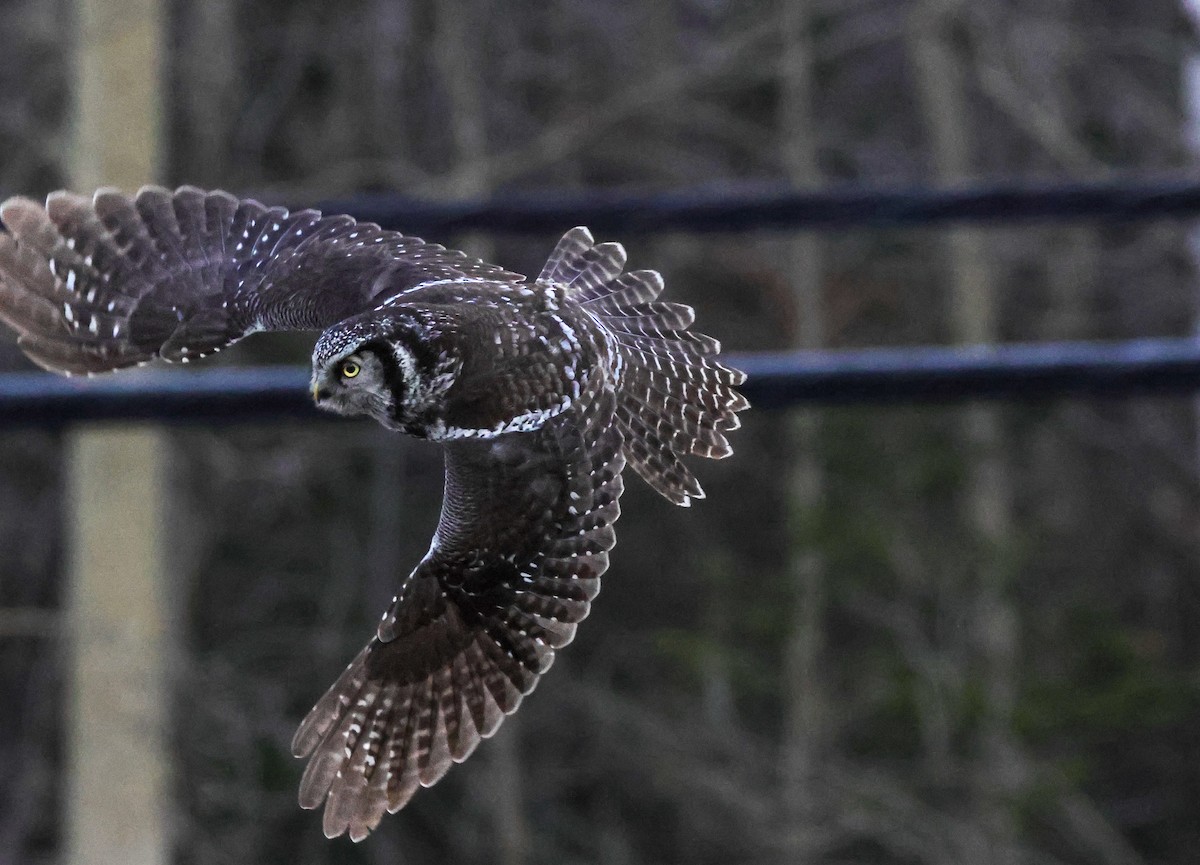 Northern Hawk Owl - ML646158226