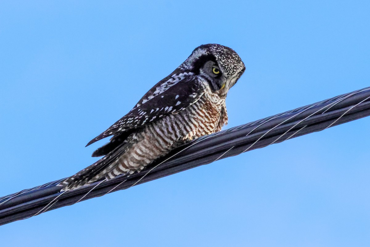 Northern Hawk Owl - ML646158227