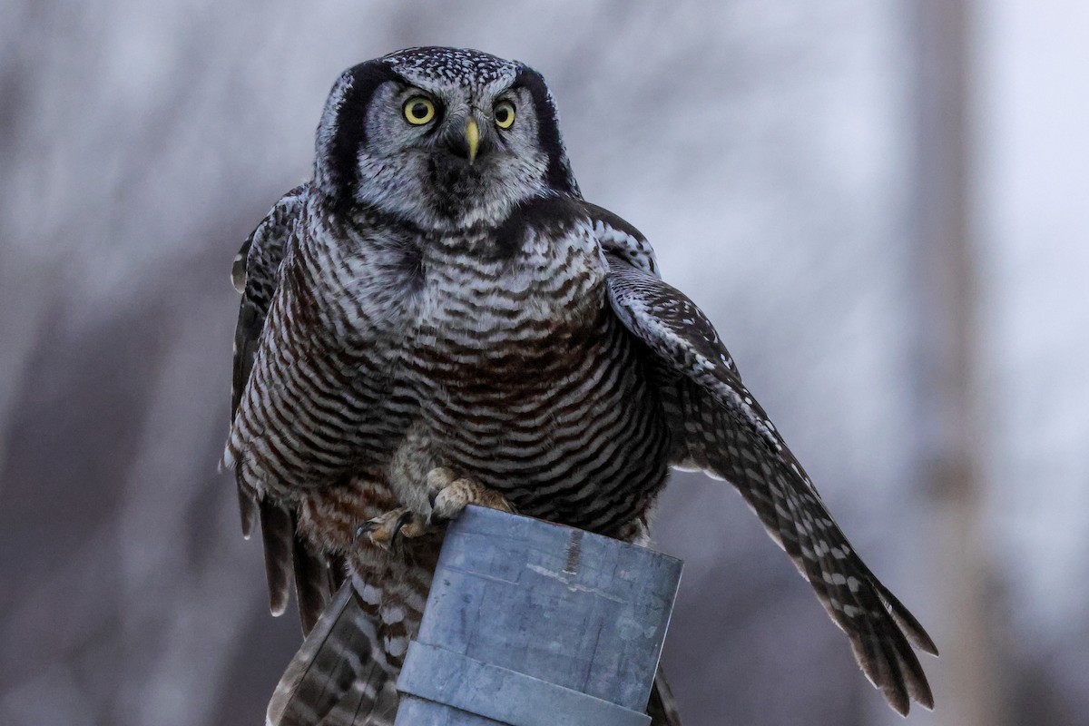 Northern Hawk Owl - ML646158229