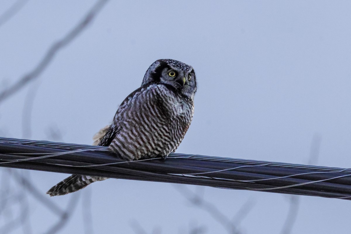 Northern Hawk Owl - ML646158230
