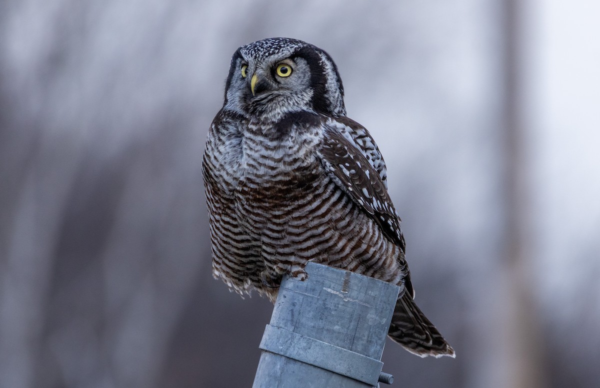Northern Hawk Owl - ML646158231