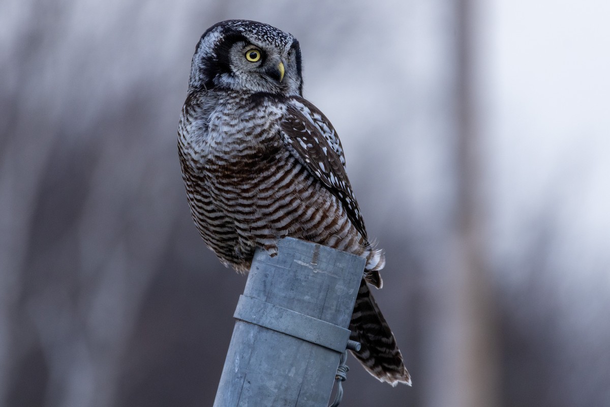 Northern Hawk Owl - ML646158232