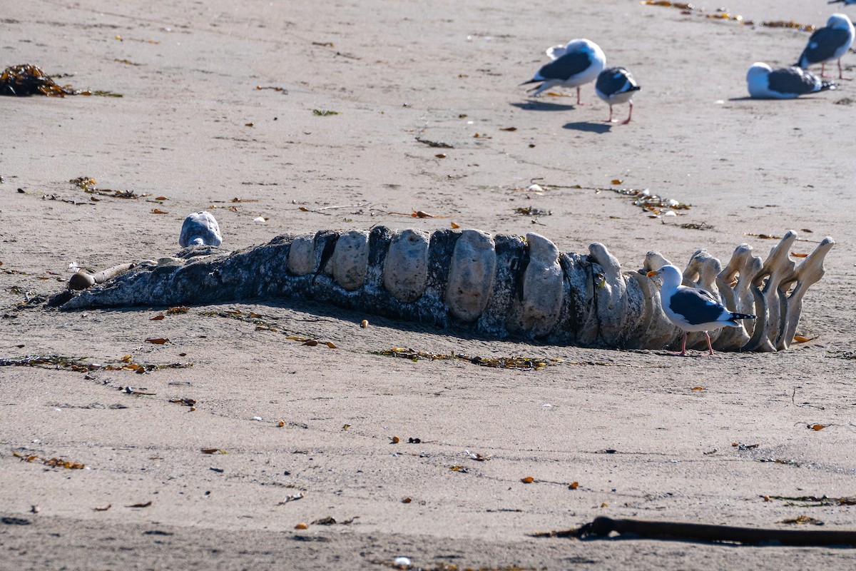 アメリカオオセグロカモメ - ML646158233