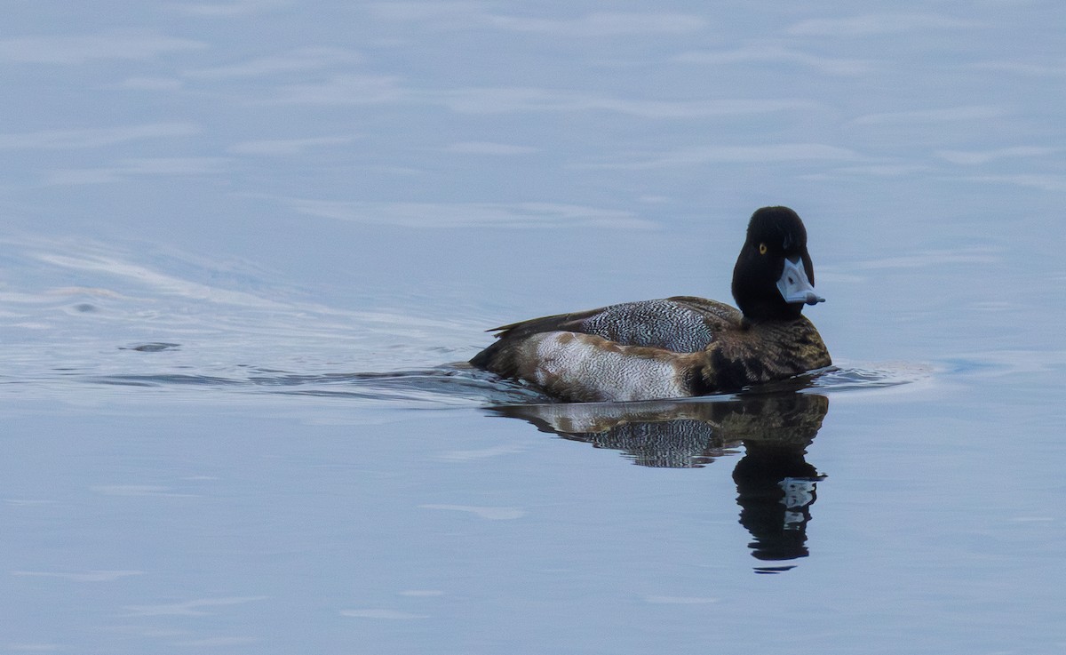 Lesser Scaup - ML646158237