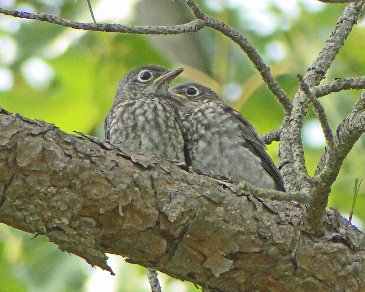 Eastern Bluebird - ML646158238