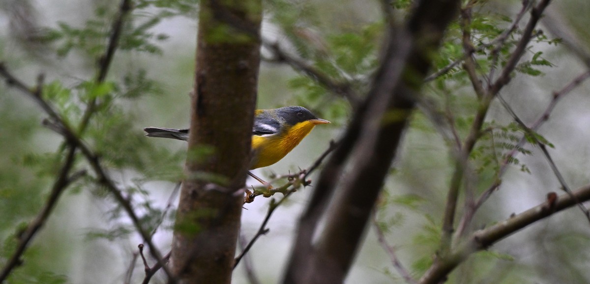 Tropical Parula - ML646158240