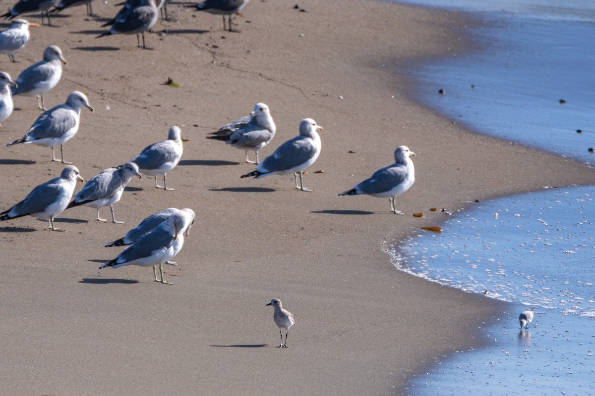 Sanderling - ML646158241