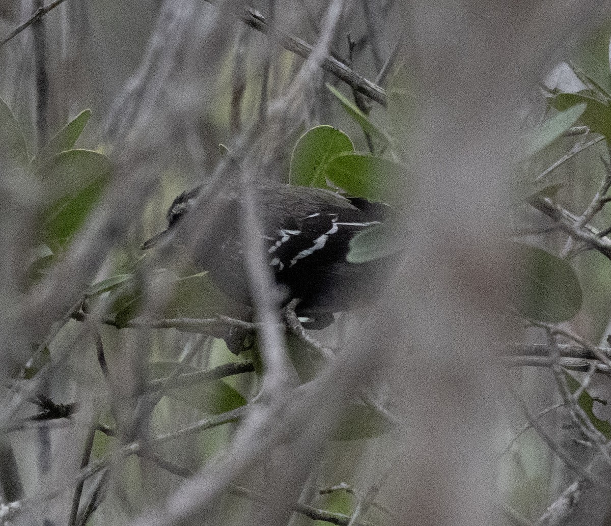 Black-bellied Antwren - ML646158247