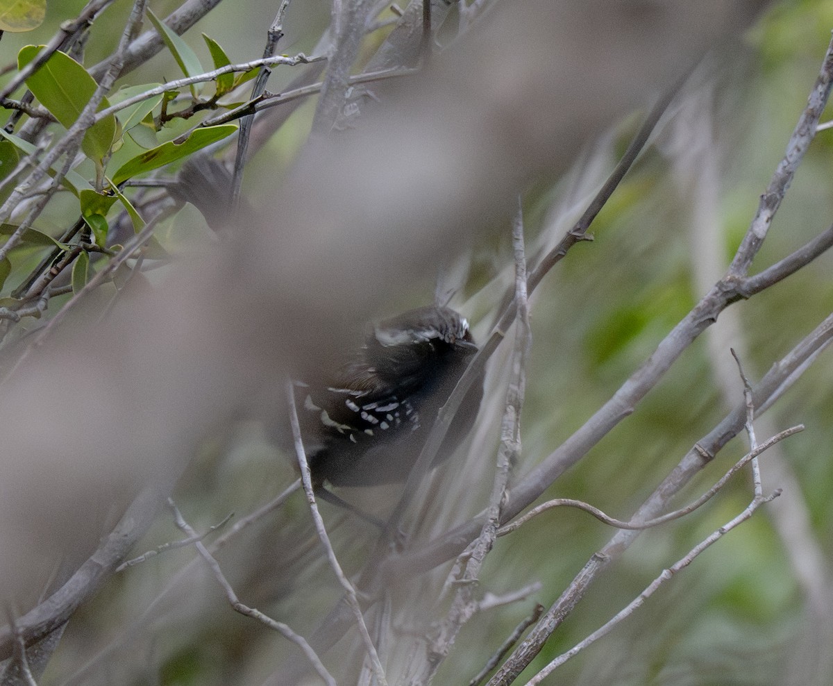 Black-bellied Antwren - ML646158248