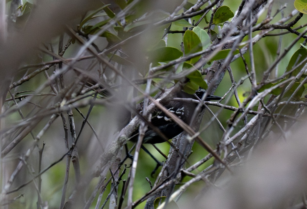 Black-bellied Antwren - ML646158249