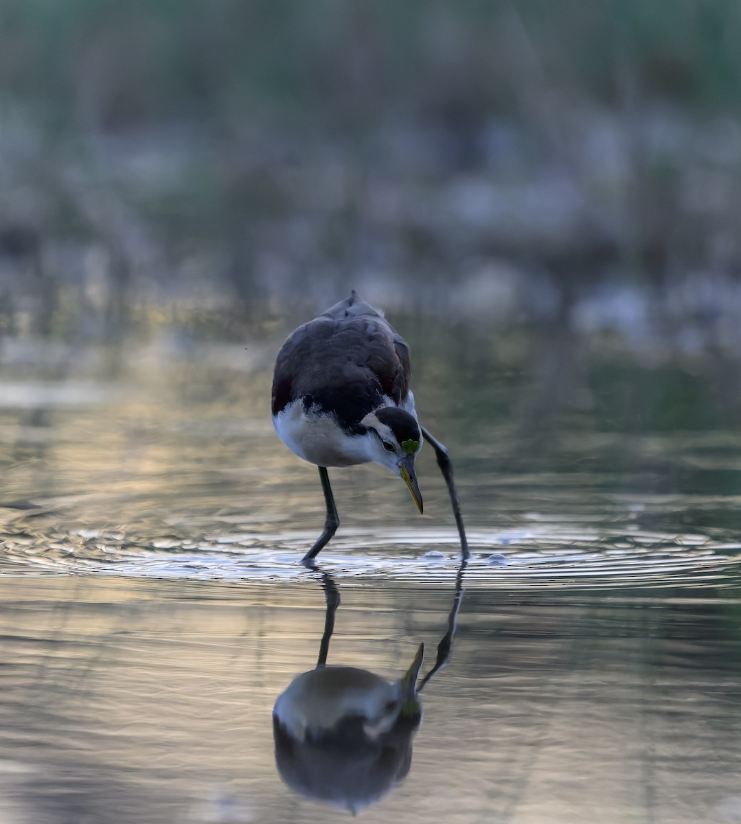 Northern Jacana - ML646158251