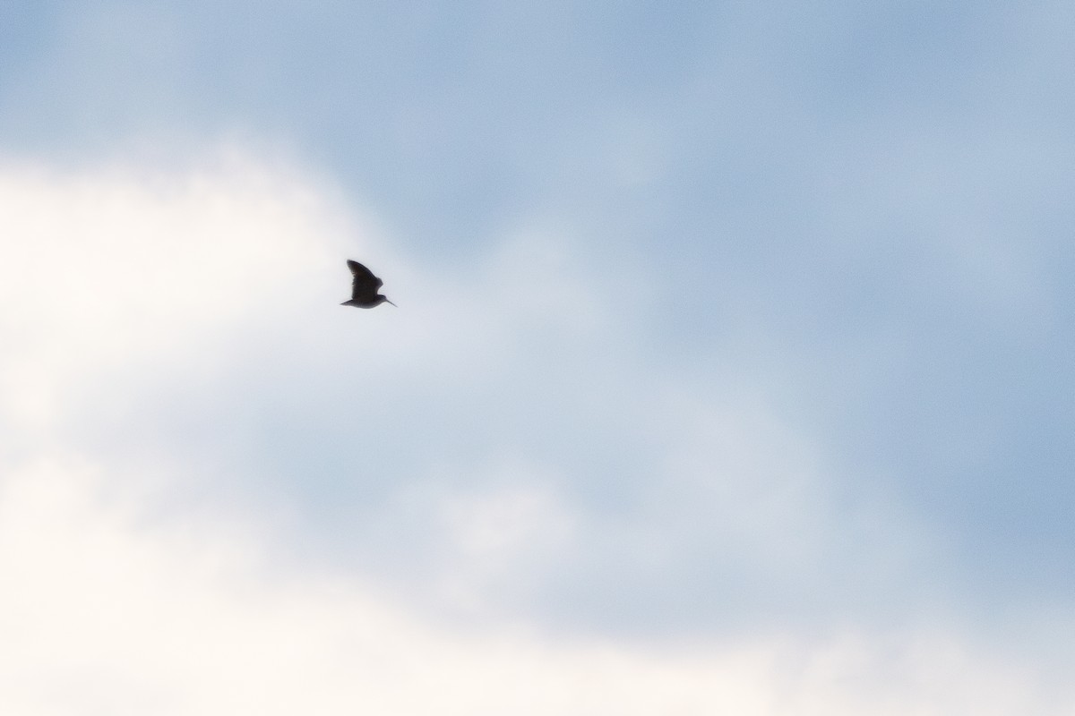 Eurasian Woodcock - ML646158252